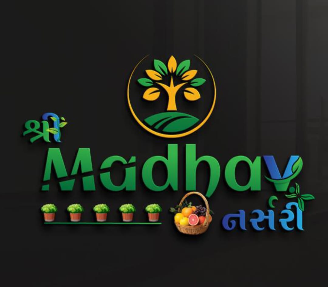 માધવ નર્સરી નો પ્રોફાઇલ ફોટો